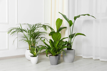 Many different houseplants in pots on floor near white wall indoors