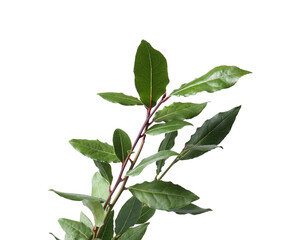 Fototapeta premium Branch of fresh bay leaves on white background