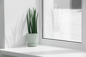Beautiful potted sansevieria cylindrica plant on windowsill indoors. Space for text - obrazy, fototapety, plakaty