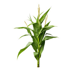 Obraz premium Bound Together Cornstalks isolated on transparent background. Generative AI.