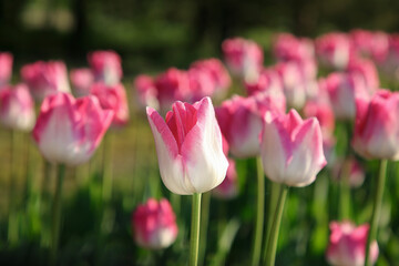 Beautiful pink tulip flowers growing in field on sunny day, closeup