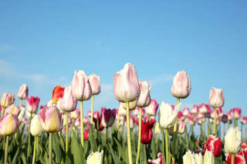 Beautiful colorful tulip flowers against blue sky