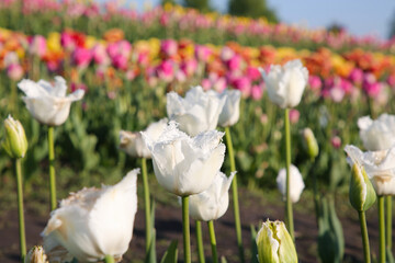 Beautiful colorful tulip flowers growing in field on sunny day, closeup