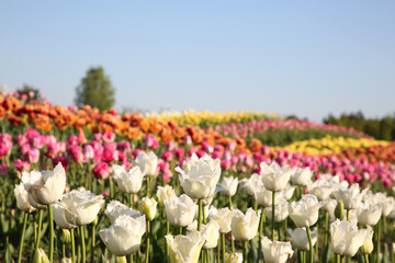 Beautiful colorful tulip flowers growing in field on sunny day