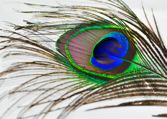 abstract peacock feather pattern created with generative ai technology