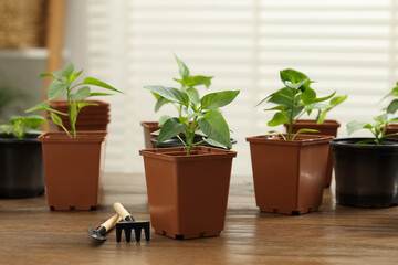 Seedlings growing in plastic containers with soil and gardening tools on wooden table
