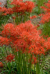 鮮かな赤色の彼岸花