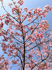 Blue Sky Wild Himalayan Cherry Blossoming on Chiang Mai, Thailand