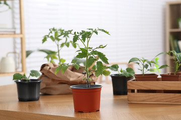 Seedlings growing in pots with soil on wooden table indoors