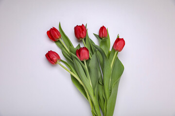 Beautiful colorful tulip flowers on white background, flat lay