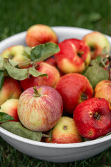 apple on a grass. green. green grass. agriculture. apple. autumn. background. color. food. fresh. freshness. fruit. harvest. healthy. juicy. natural. nature. organic. red. ripe. sweet. vegetarian