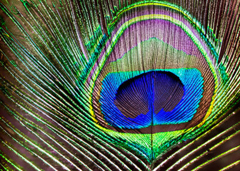 Obraz premium abstract peacock feather pattern created with generative ai technology