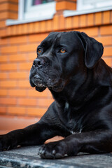 black cane corso.  black dog. dog. black labrador. retriever.  puppy. pet. animal. mastiff. friend. 