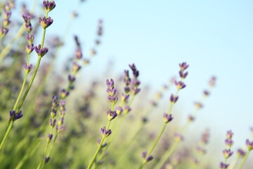 Beautiful blooming lavender growing in field, closeup