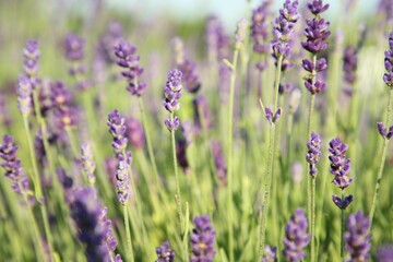 Beautiful blooming lavender growing in field, closeup