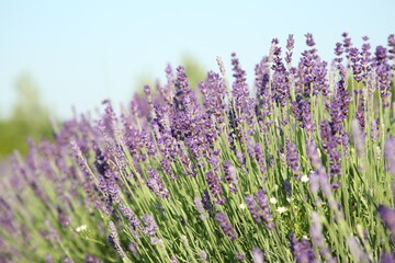 View of beautiful blooming lavender growing outdoors
