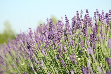 Fototapeta na wymiar View of beautiful blooming lavender growing outdoors