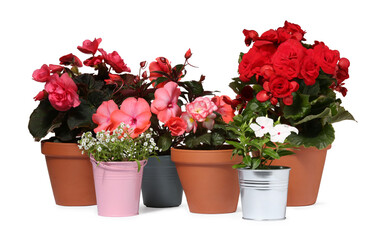 Beautiful flowers in different pots isolated on white