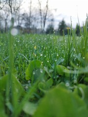 dew on grass