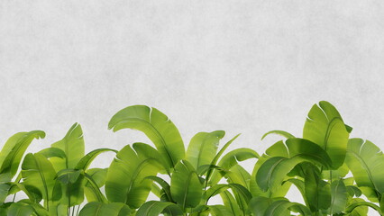 Tropical leaves on white wall background, place for text. 3d render