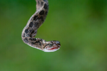 A many-spotted cat snake Boiga multomaculata defensive position, natural bokeh background 