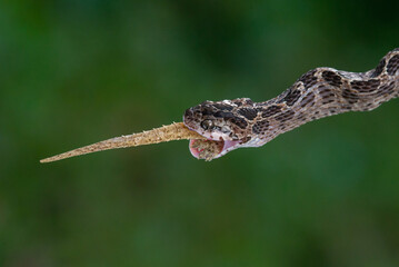 A many-spotted cat snake Boiga multomaculata eating a gecko, natural bokeh background 