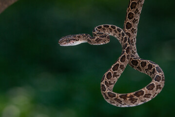 A many-spotted cat snake Boiga multomaculata defensive position, natural bokeh background 