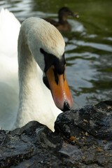 nah schwan