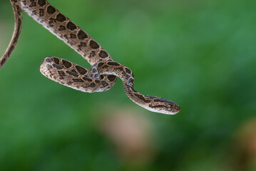 A many-spotted cat snake Boiga multomaculata defensive position, natural bokeh background 