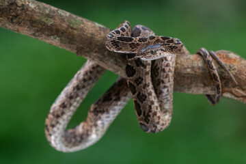 A many-spotted cat snake Boiga multomaculata defensive position, natural bokeh background 