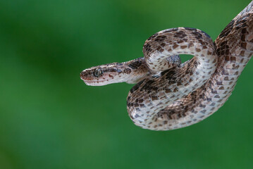 A many-spotted cat snake Boiga multomaculata defensive position, natural bokeh background 