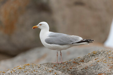 Herring Gull Larus argentatus in close view on Brittany coasts