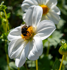 bee on a flower