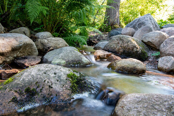 stream in the forest