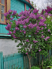 Lilac near the house in the village behind the fence
