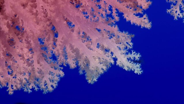 Detail of a soft coral (Dendronephthya) with its polyps, WAKATOBI, Indonesia