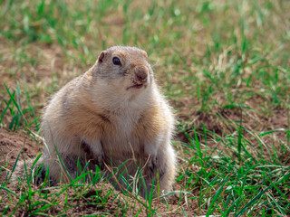 Naklejka na ściany i meble Large light prairie dog is looking at a camera on a grassy meadow