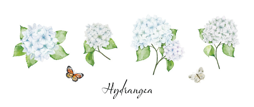 Set of watercolor white hydrangea flowers bouquets and butterflies