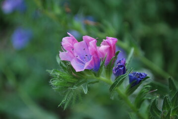 cultivated field flowers park gallery color violet and purple