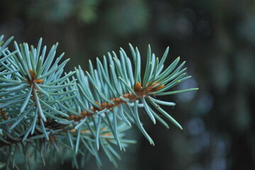 Naklejka na ściany i meble blue pine tree branch on a dark background