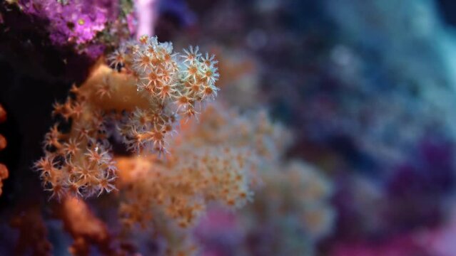 Detail of a soft coral (Dendronephthya) with its polyps, WAKATOBI, Indonesia