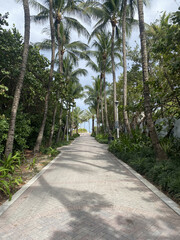 path in the palm trees to beach