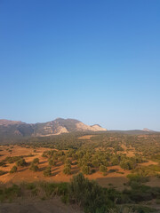 Olive Grove in a Rural Landscape