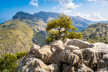 Karst pavement, as a holm oak stands tall amidst the rugged terrain of Serra de Tramuntana along...