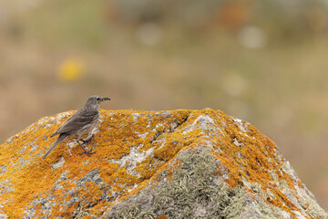 European Rock Pipit Anthus petrosus sitting and feeding on Brittany Coast