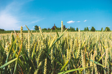 Field with wheat on the background of ethnic wooden buildings Ukraine.
