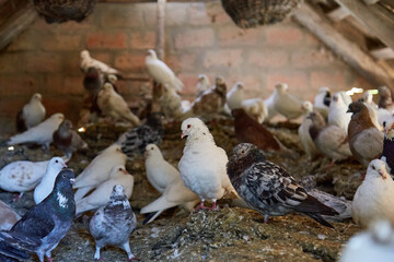 Fototapeta premium Breeding purebred pigeons at private yard. Warm house for birds. Hobby for the soul. Diet meat. Naturecore rural pastoral life concept Copy space