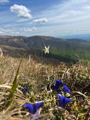 flowers in the mountains