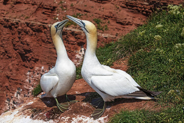 Zwei Basstölpel (Morus bassanus, Northern Gannet). auf Helgoland in der Nordsee beim...