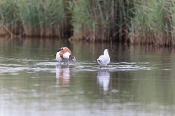 common shelduck Tadorna tadorna in a swamp in Brittany, France